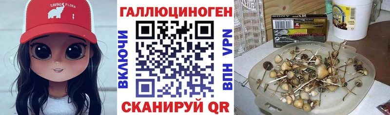 купить  сайты  shop официальный сайт  Псилоцибиновые грибы Psilocybe  Магас 